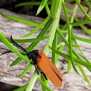 Porrostoma rhipidium at Stromlo, ACT - 28 Nov 2021