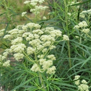 Cassinia longifolia at Molonglo Valley, ACT - 28 Nov 2021