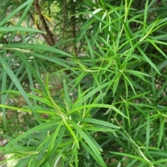 Cassinia longifolia at Molonglo Valley, ACT - 28 Nov 2021