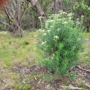 Cassinia longifolia at Molonglo Valley, ACT - 28 Nov 2021