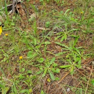 Hypochaeris radicata at Isaacs, ACT - 28 Nov 2021