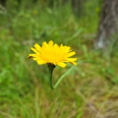 Hypochaeris radicata at Isaacs, ACT - 28 Nov 2021