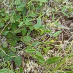 Zornia dyctiocarpa var. dyctiocarpa at Watson, ACT - 28 Nov 2021 12:16 PM