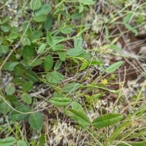 Zornia dyctiocarpa var. dyctiocarpa at Watson, ACT - 28 Nov 2021