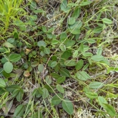 Zornia dyctiocarpa var. dyctiocarpa at Watson, ACT - 28 Nov 2021 12:16 PM