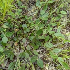 Zornia dyctiocarpa var. dyctiocarpa at Watson, ACT - 28 Nov 2021