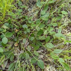 Zornia dyctiocarpa var. dyctiocarpa at Watson, ACT - 28 Nov 2021 12:16 PM