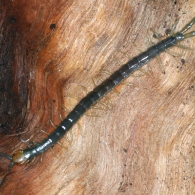 Cormocephalus sp.(genus) (Scolopendrid Centipede) at Pialligo, ACT - 27 Nov 2021 by jb2602