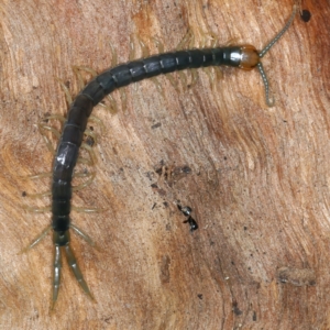 Cormocephalus sp.(genus) at Pialligo, ACT - 27 Nov 2021