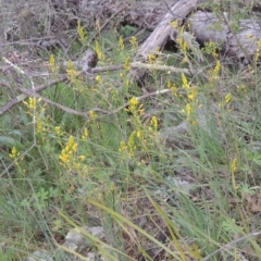 Bulbine glauca (Rock Lily) at Theodore, ACT - 20 Oct 2021 by michaelb