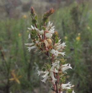 Brachyloma daphnoides at Conder, ACT - 20 Oct 2021 04:33 PM