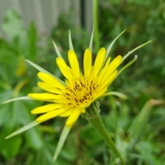 Tragopogon dubius (Goatsbeard) at Isaacs, ACT - 28 Nov 2021 by Mike