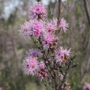 Kunzea parvifolia at Conder, ACT - 20 Oct 2021 04:38 PM