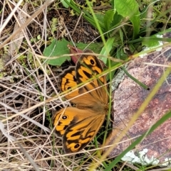 Heteronympha merope (Common Brown Butterfly) at Denman Prospect 2 Estate Deferred Area (Block 12) - 27 Nov 2021 by tpreston