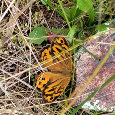 Heteronympha merope (Common Brown Butterfly) at Denman Prospect 2 Estate Deferred Area (Block 12) - 27 Nov 2021 by tpreston