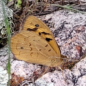 Heteronympha merope at Molonglo Valley, ACT - 28 Nov 2021