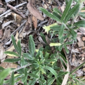 Billardiera scandens at Bruce, ACT - 28 Nov 2021