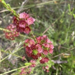 Calytrix tetragona (Common Fringe-myrtle) at Bruce, ACT - 27 Nov 2021 by Jenny54