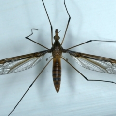 Leptotarsus (Macromastix) costalis (Common Brown Crane Fly) at Ainslie, ACT - 24 Nov 2021 by jbromilow50