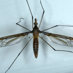 Leptotarsus (Macromastix) costalis (Common Brown Crane Fly) at Ainslie, ACT - 24 Nov 2021 by jb2602