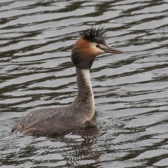 Podiceps cristatus (Great Crested Grebe) at Wayo, NSW - 26 Nov 2021 by rawshorty