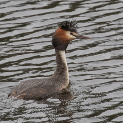 Podiceps cristatus (Great Crested Grebe) at Wayo, NSW - 26 Nov 2021 by rawshorty