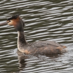 Podiceps cristatus at Wayo, NSW - 27 Nov 2021