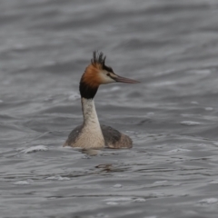 Podiceps cristatus at Wayo, NSW - 27 Nov 2021