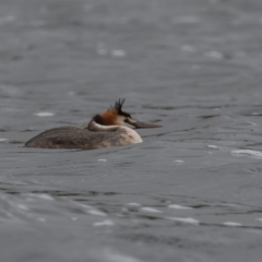 Podiceps cristatus at Wayo, NSW - 27 Nov 2021