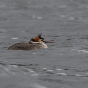 Podiceps cristatus at Wayo, NSW - 27 Nov 2021