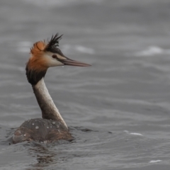 Podiceps cristatus at Wayo, NSW - 27 Nov 2021