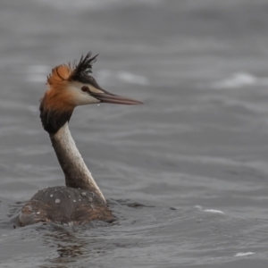 Podiceps cristatus at Wayo, NSW - 27 Nov 2021