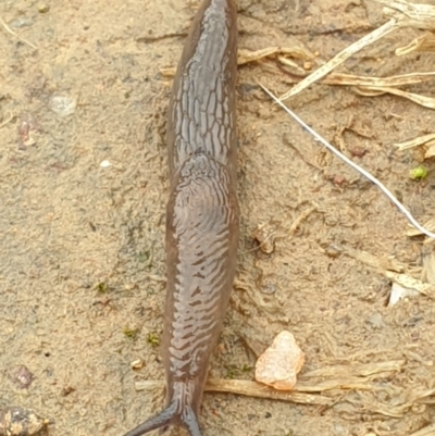 Deroceras laeve (Marsh Slug) at Jerrabomberra, ACT - 28 Nov 2021 by LD12