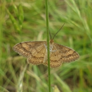 Scopula rubraria at Jerrabomberra, ACT - 28 Nov 2021