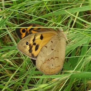 Heteronympha merope at Jerrabomberra, ACT - 28 Nov 2021 01:55 PM