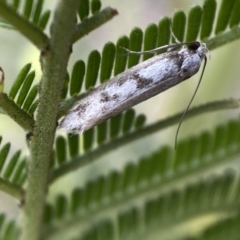 Eusemocosma pruinosa (Philobota Group Concealer Moth) at Mount Jerrabomberra - 28 Nov 2021 by SteveBorkowskis