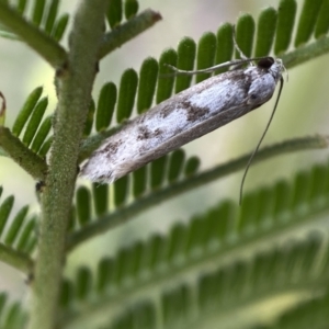 Eusemocosma pruinosa at QPRC LGA - 28 Nov 2021