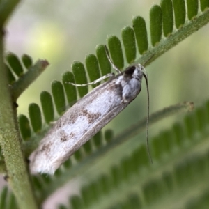 Eusemocosma pruinosa at QPRC LGA - 28 Nov 2021 09:24 AM