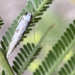 Eusemocosma pruinosa at QPRC LGA - 28 Nov 2021