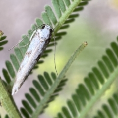 Eusemocosma pruinosa at QPRC LGA - 28 Nov 2021 09:24 AM