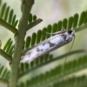 Eusemocosma pruinosa at QPRC LGA - 28 Nov 2021 09:24 AM