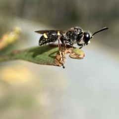 Paralastor sp. (genus) (Potter Wasp) at Jerrabomberra, NSW - 28 Nov 2021 by SteveBorkowskis