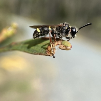 Paralastor sp. (genus) (Potter Wasp) at Jerrabomberra, NSW - 27 Nov 2021 by Steve_Bok