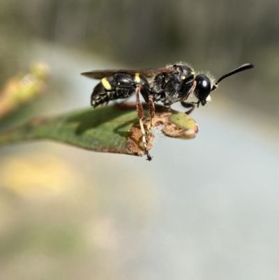 Paralastor sp. (genus) (Potter Wasp) at Jerrabomberra, NSW - 28 Nov 2021 by SteveBorkowskis