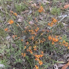 Dillwynia sericea at Jerrabomberra, NSW - 28 Nov 2021