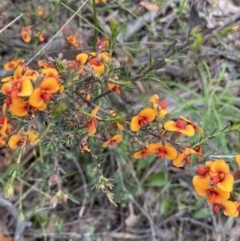 Dillwynia sericea at Jerrabomberra, NSW - 28 Nov 2021