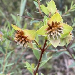 Pimelea linifolia subsp. linifolia (Queen of the Bush, Slender Rice-flower) at Jerrabomberra, NSW - 28 Nov 2021 by SteveBorkowskis