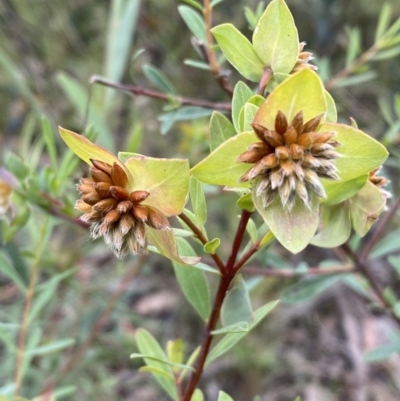 Pimelea linifolia subsp. linifolia (Queen of the Bush, Slender Rice-flower) at Jerrabomberra, NSW - 27 Nov 2021 by Steve_Bok