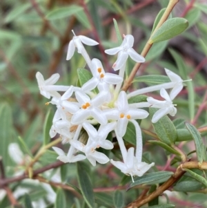 Pimelea linifolia subsp. linifolia at Jerrabomberra, NSW - 28 Nov 2021 09:42 AM