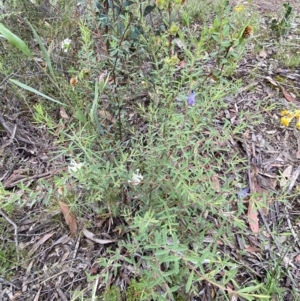 Pimelea linifolia subsp. linifolia at Jerrabomberra, NSW - 28 Nov 2021 09:42 AM